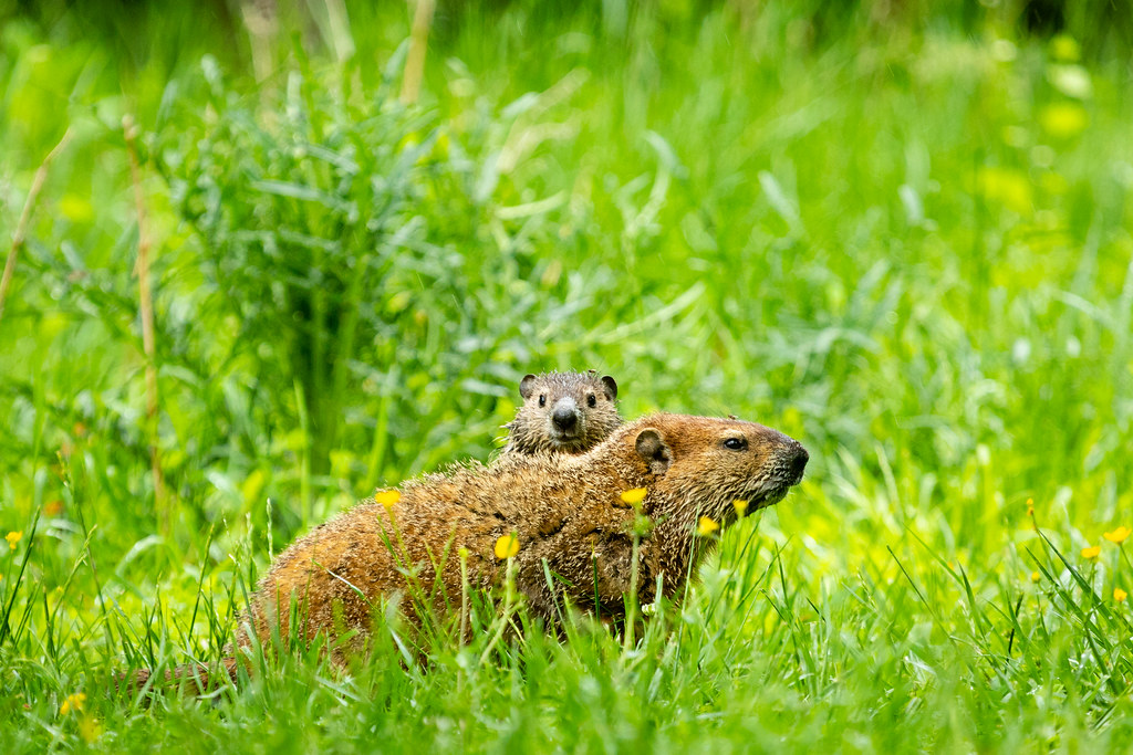 Adult woodchuck with baby woodchuck looking over it, both are in a field of tall green grass
